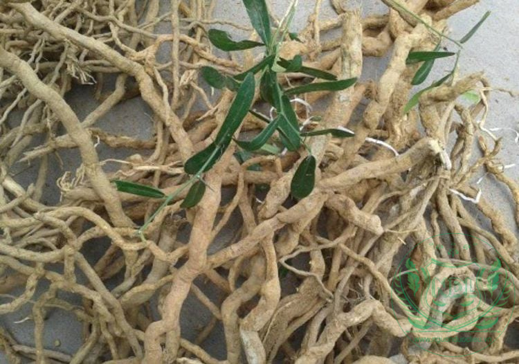 Xáo tam thân thực tế