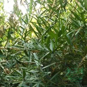 Xáo tam phân rừng tây nguyên