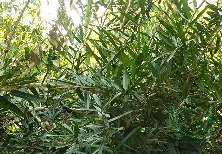 Xáo tam phân rừng tây nguyên