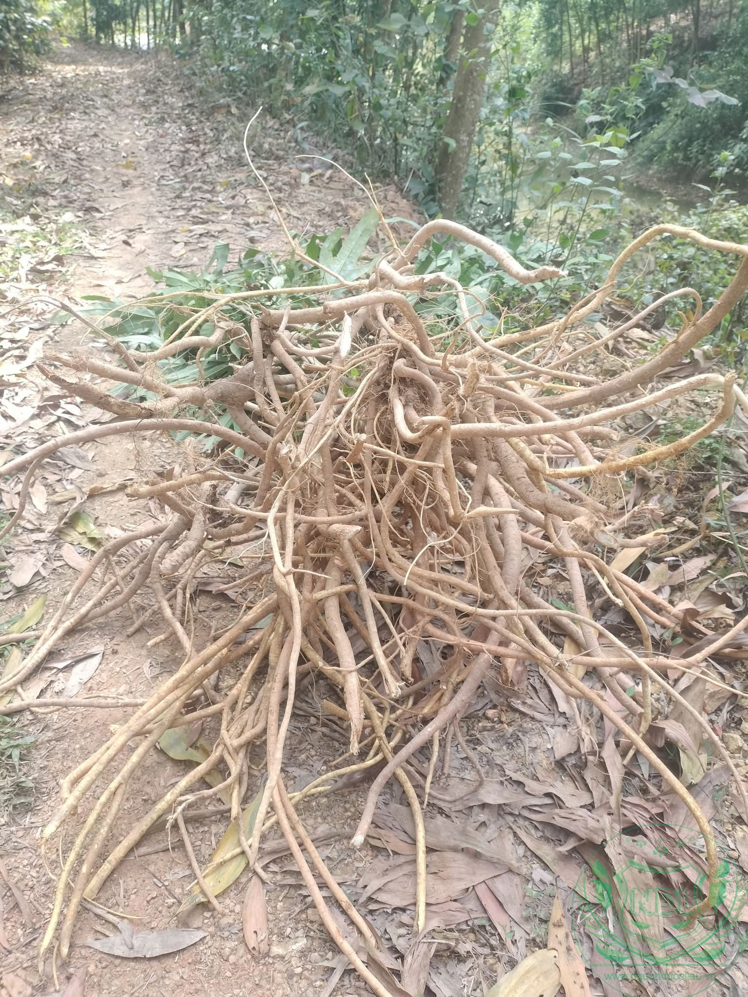 Rễ cây hoàng kỳ nam ( cây vú bò ) - Ảnh 6