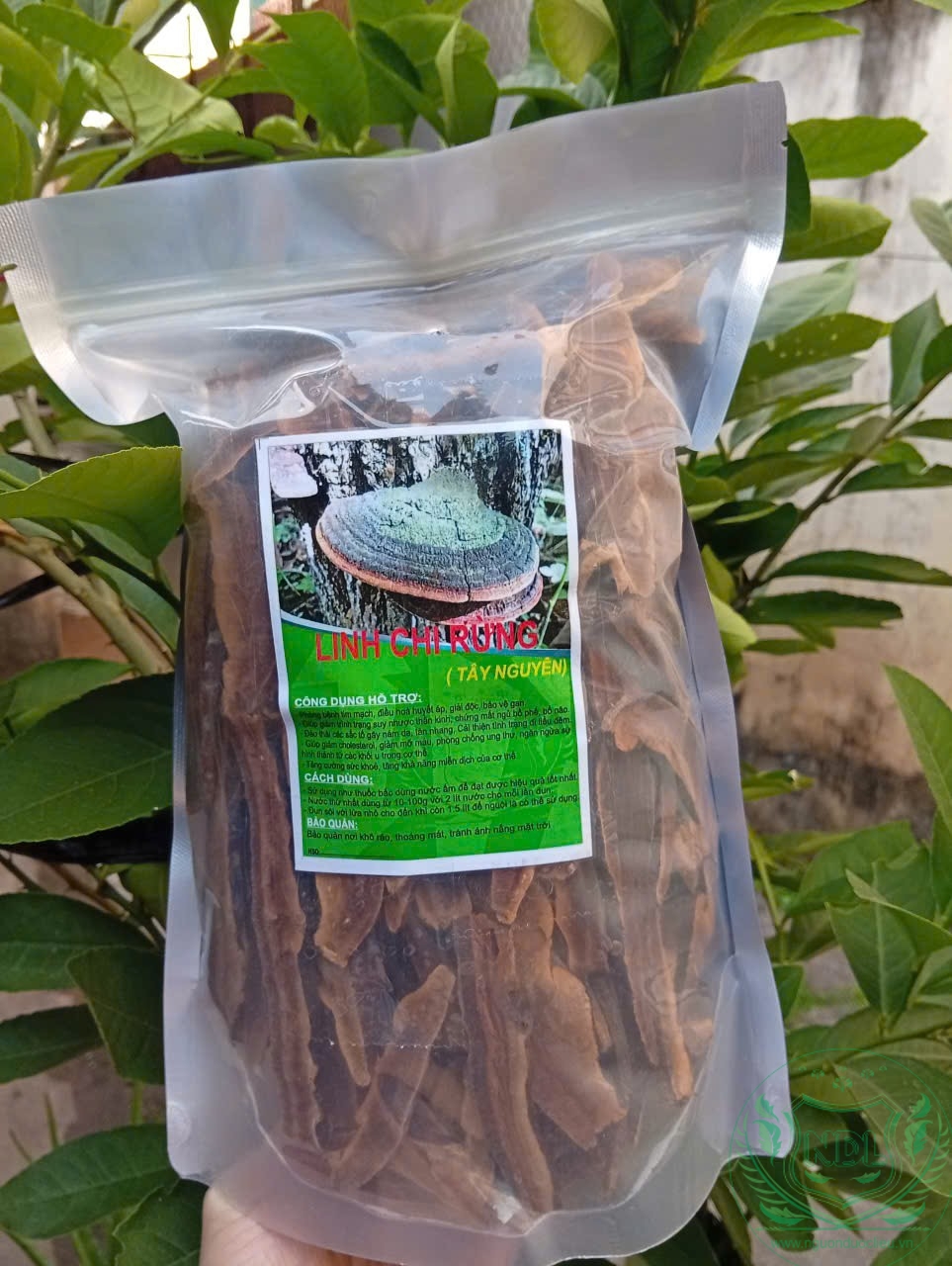 LINH CHI RỪNG TÂY NGUYÊN - Ảnh 5