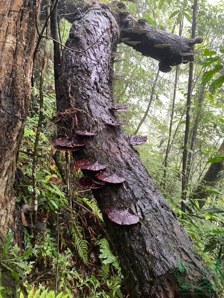 LINH CHI RỪNG TÂY NGUYÊN - Ảnh 6